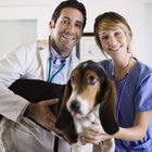 Enfermedad de Parkinson en perros