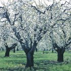 Cómo propagar árboles de manzana a partir de esquejes