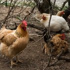 Formas naturales de deshacerse de los ácaros en las gallinas 