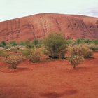 Arbustos y plantas del desierto