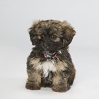 Maneiras fáceis de remover os pelos da orelha de um cão