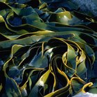 El efecto del alga en el pH