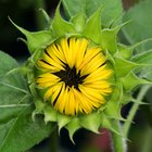 Fototropismo en girasoles