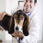 ¿Qué necesitas para convertirte en veterinario con éxito?