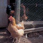 Cuidados para galinhas sedosas