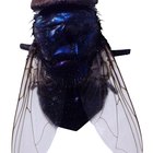 Forma natural de matar los huevos de mosca azul