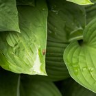 Tipos de plantas y árboles que pueden prevenir la erosión del suelo