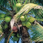 Cómo hacer crecer una planta de coco con una semilla 