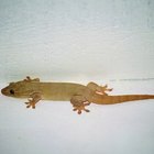 ¿Los geckos comen los insectos de la casa?