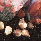 ¿Cómo hacer crecer tulipanes en agua?