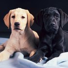 Diferencias de temperamento entre perros y perras