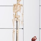  Percentagem de massa corporal e ossos