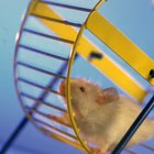 Como fazer uma roda para hamsters parar de fazer barulho