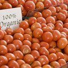  Plaguicidasno tóxicos caseros para plantas de tomate 
