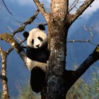 Quais são os inimigos naturais do panda gigante?