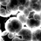 ¿Cuál es la importancia de la apoptosis?