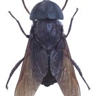 Tipos de pequenos insetos pretos voadores