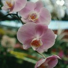 Especies raras de orquídeas