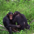 ¿Qué comen los chimpancés?
