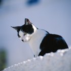 Cómo evitar que los gatos merodeen por el exterior de tu casa