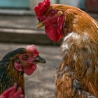 Informações sobre o acasalamento entre galos e galinhas
