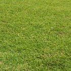 Produtos aplicados em gramados para eliminar larvas