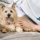 La mejor tela para lidiar con el pelo de una mascota en el sofá