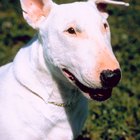 Os problemas de pele mais comuns nos bull terriers