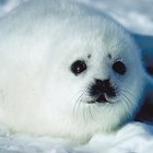 Cuán rápido pueden nadar las focas