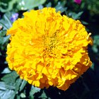 Como plantar e cuidar de tagetes