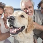 Como construir um cercado para cachorros barato e fácil