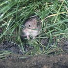 Cómo matar ratones de campo en el jardín