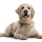 Efectos secundarios del drontal plus para perros