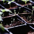 Cómo germinar semillas de tomate sin luz