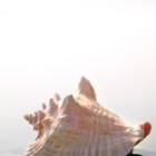 Close up of hands opening a crab shell