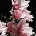 ¿Puedo cultivar una magnolia en una maceta?