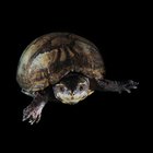 Cómo estimar la edad y el tamaño de una tortuga