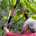 Con qué cubrir los extremos cuando se corta una rama de árbol