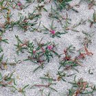 Cómo cultivar portulacas