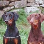 Informações sobre filhotes mistos de labrador e doberman