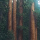 Campamentos aislados en el norte de California 