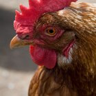 Sinais e sintomas de entupimento no papo de galinhas