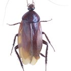 Descripción de los insectos domésticos comunes