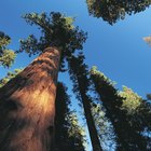 Acampar en Lodgepole Campground en Sequoia National Park