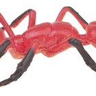 Cómo diferenciar a las hormigas de las termitas