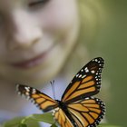 Actividades para niños con mariposas 