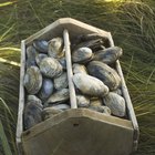 Crate of raw clams