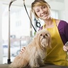 Como tratar um cão machucado por máquina de tosa
