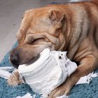 Por que meu cachorro come papel higiênico?