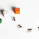 Cómo liberarme de las hormigas del azúcar